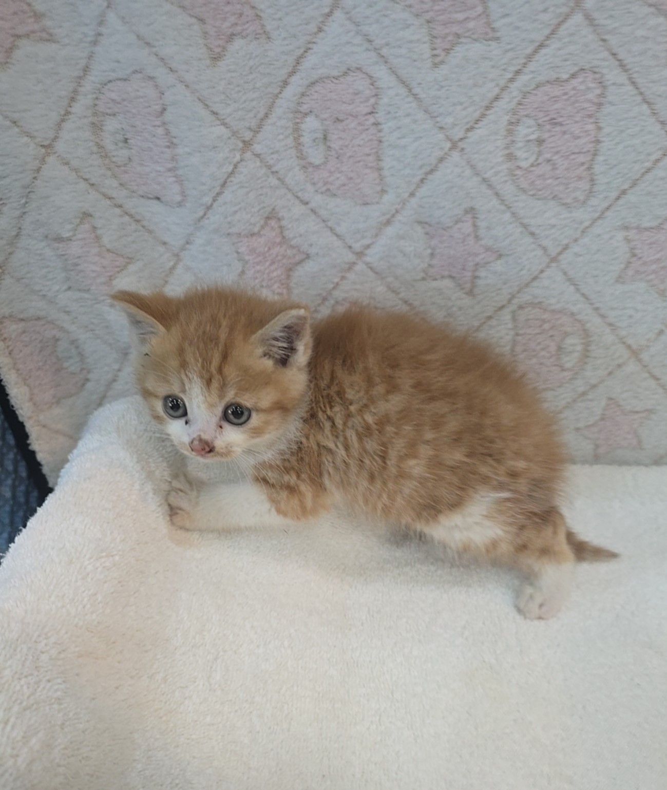 [고양이] 믹스묘 전북-군산-2025-00590 유기동물 배경 이미지 입니다.